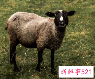 1991年的羊五行属什么