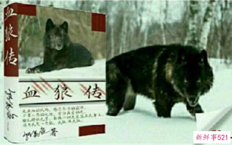 残酷的追梦者紫岚到底是不是一位好母亲「残酷的追梦者紫岚到底是不是一位好母亲」