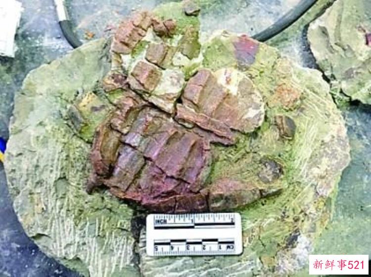 大量恐龙化石，世界上有名的恐龙化石