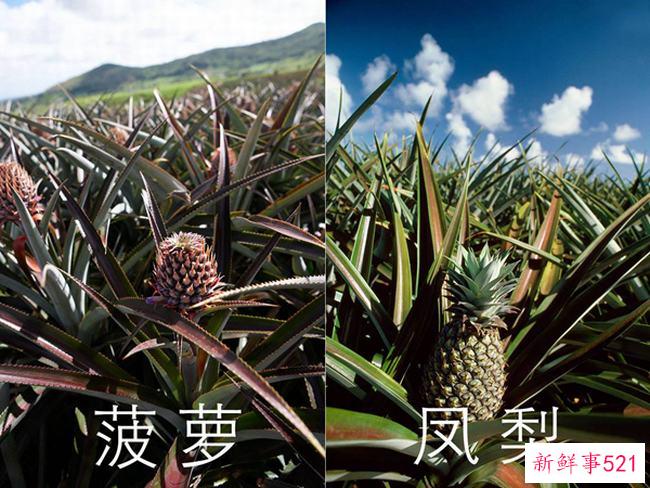 菠萝是菠萝吗？菠萝为什么比菠萝贵很多？