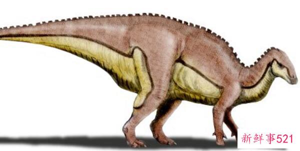 乌拉嘎龙-黑龙江大型食草恐龙(10米长-6500万年前)
