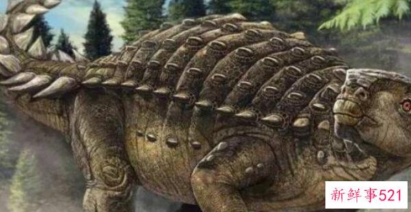 厚鼻龙(pachyrhinosaurus)-北美洲的一种大型食草恐龙(7米长-6800万年前)