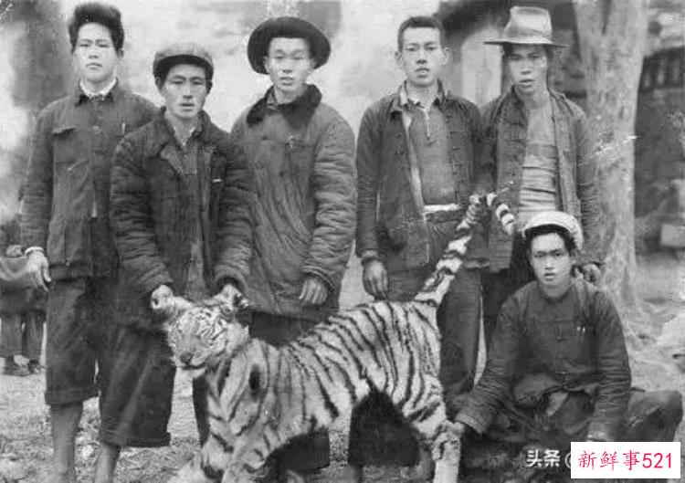 湖南老虎围攻村子事件，历史上人虎大战
