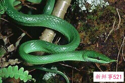 蛇要是没被打死会报复人么(信佛的家人说打死的蛇会报复)