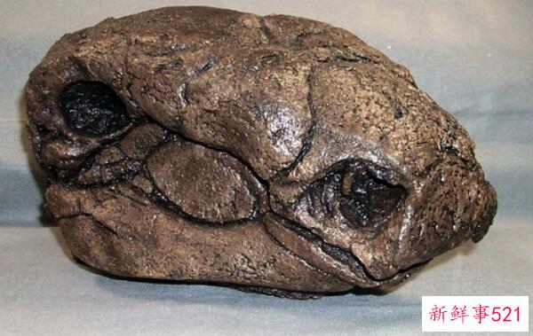 厚鼻龙(pachyrhinosaurus)-北美洲的一种大型食草恐龙(7米长-6800万年前)