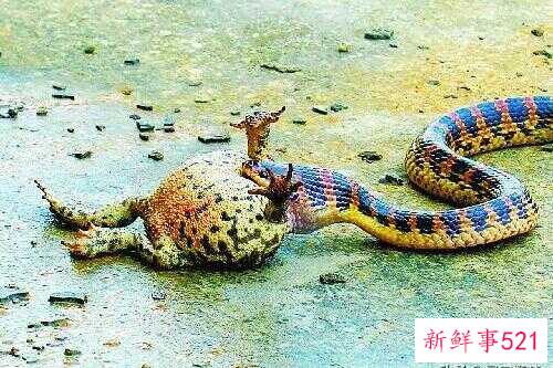 蛇要是没被打死会报复人么(信佛的家人说打死的蛇会报复)