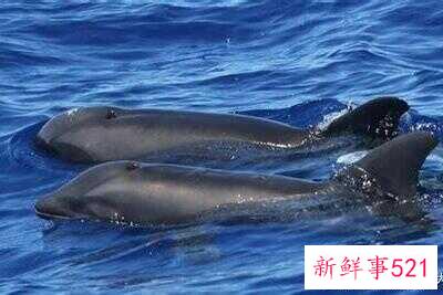 鲸鱼和海豚哪个大(鲸鱼海豚杂交物种)