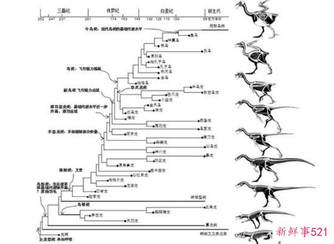恐龙进化过程图解 爬行动物行动-恐龙-鸟类(灭绝加速人类进化)