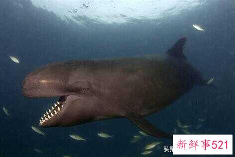 鲸鱼和海豚哪个大(鲸鱼海豚杂交物种)
