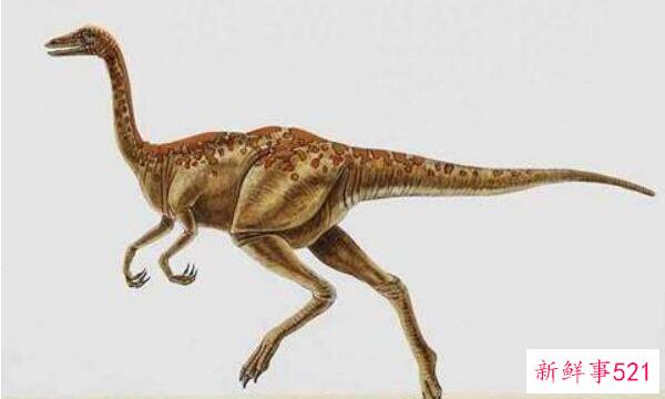 Pseudosauropteryx-中国的一种大型恐龙(7米长-以其他恐龙为食)