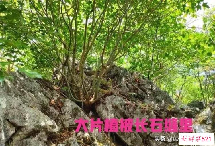 看湖南29怪知湘人哪里来
