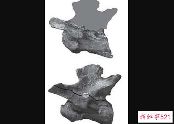 澳大利亚棘龙-澳大利亚出土的第一个棘龙科物种(9米长-疑似恐龙)