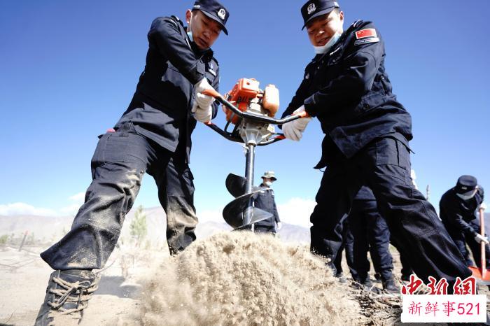 3月16日，民警正在钻掘树坑。　索朗次旺 　摄