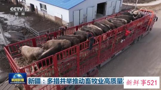 新疆：多措并举推动畜牧业高质量发展