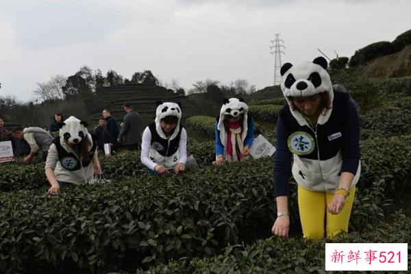 牛奶树根的功效和作用是什么？煲汤煮粥的好食材(健胃去火)