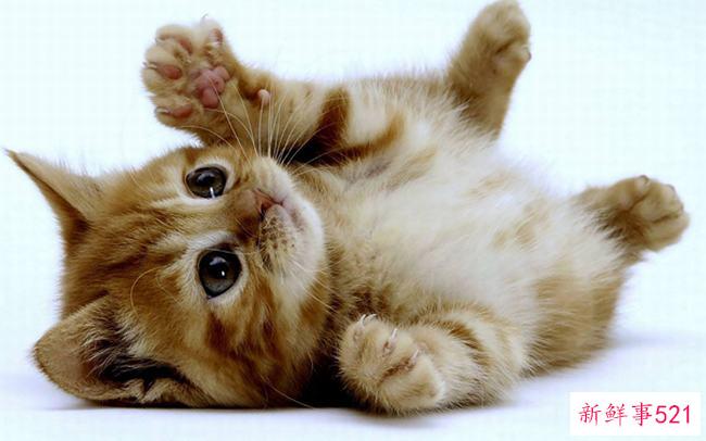 猫为什么会发出呼噜声？猫咪呼噜声是为了表达什么情绪？