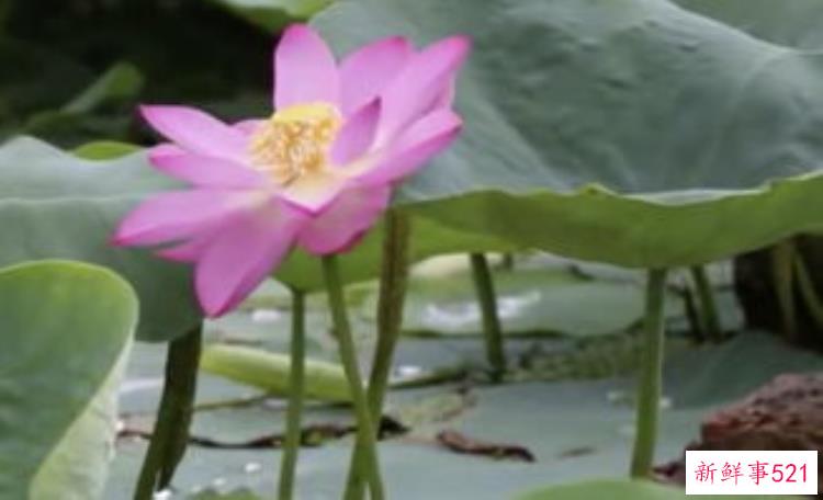 圆明园内沉睡百年的古莲花虽然没有，圆明园中沉睡百年古莲