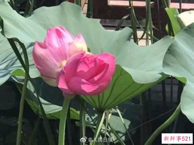 圆明园内沉睡百年的古莲花虽然没有，圆明园中沉睡百年古莲