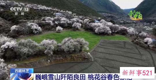 西藏林芝：巍峨雪山阡陌良田 桃花谷春色惊艳