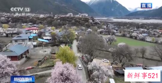 西藏林芝：巍峨雪山阡陌良田 桃花谷春色惊艳