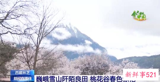 西藏林芝：巍峨雪山阡陌良田 桃花谷春色惊艳
