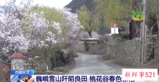 西藏林芝：巍峨雪山阡陌良田 桃花谷春色惊艳
