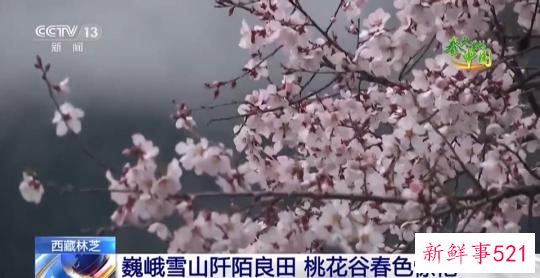 西藏林芝：巍峨雪山阡陌良田 桃花谷春色惊艳