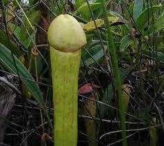 世界上最阳刚的植物，看一眼就觉得自己充满雄风