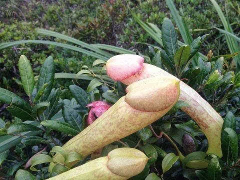 世界上最阳刚的植物，看一眼就觉得自己充满雄风