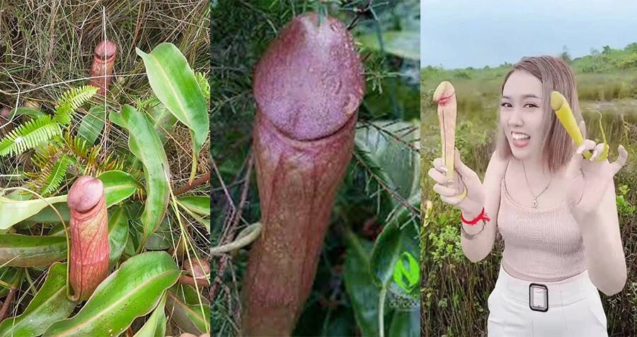世界上最阳刚的植物，看一眼就觉得自己充满雄风