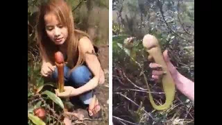 世界上最阳刚的植物，看一眼就觉得自己充满雄风