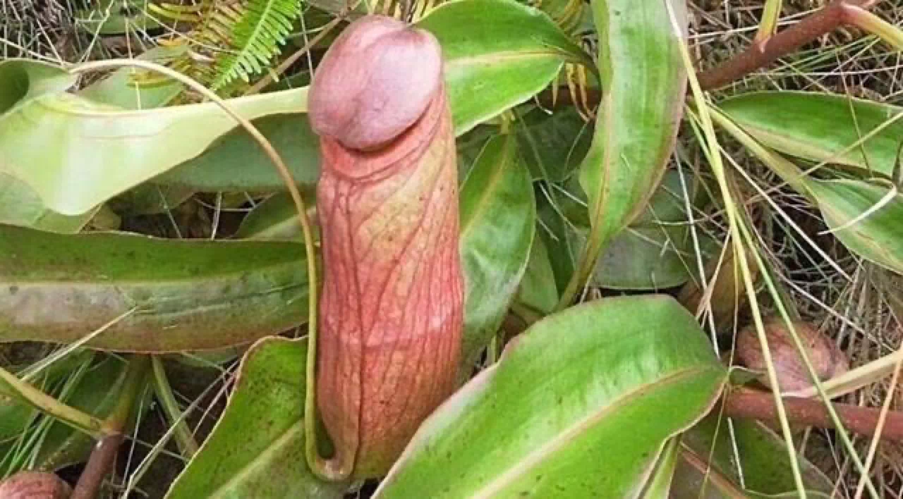 世界上最阳刚的植物，看一眼就觉得自己充满雄风