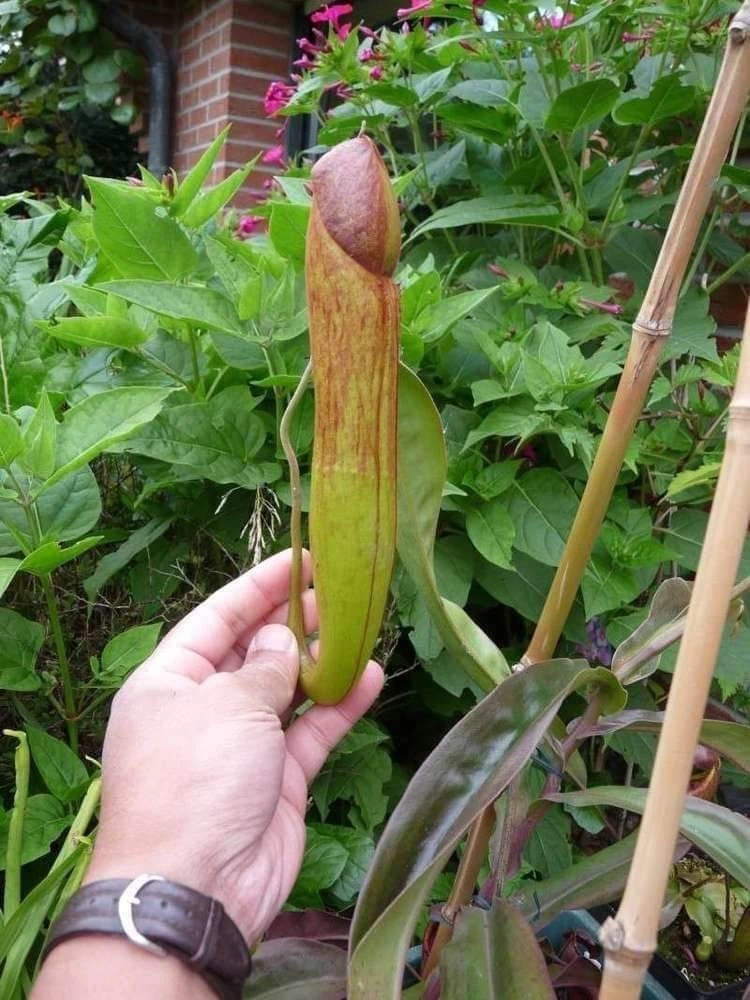 世界上最阳刚的植物，看一眼就觉得自己充满雄风