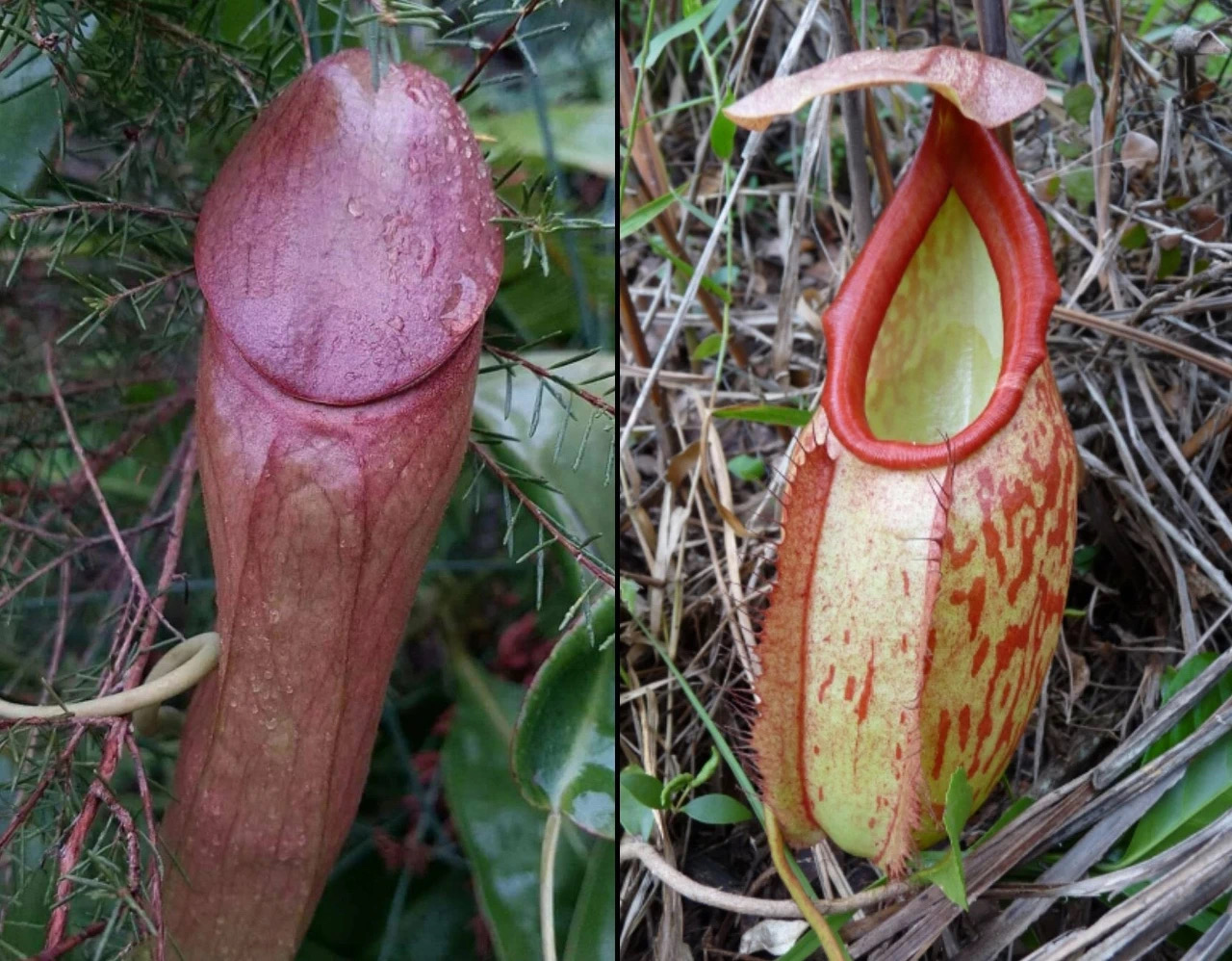 世界上最阳刚的植物，看一眼就觉得自己充满雄风