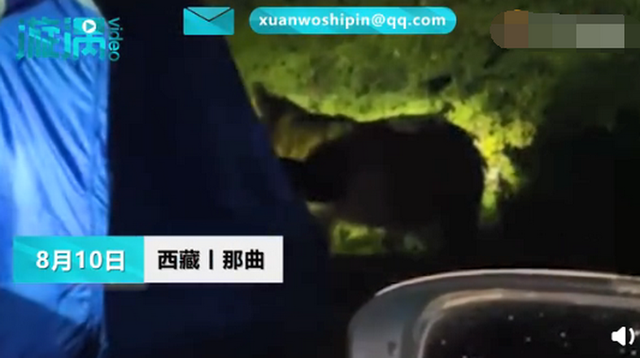 女孩自驾西藏一夜遭野熊闯营3次：炖了牛肉，高压锅都被咬坏