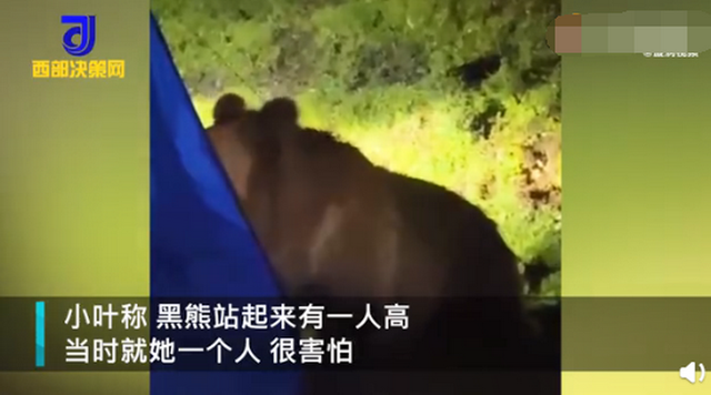 女孩自驾西藏一夜遭野熊闯营3次：炖了牛肉，高压锅都被咬坏