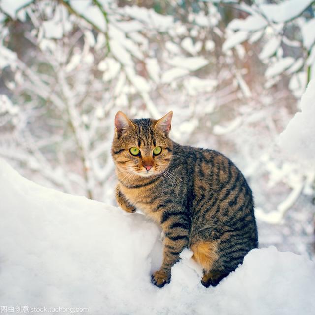 新疆丛林猫，邂逅非洲美女蛇，爱美也吃美
