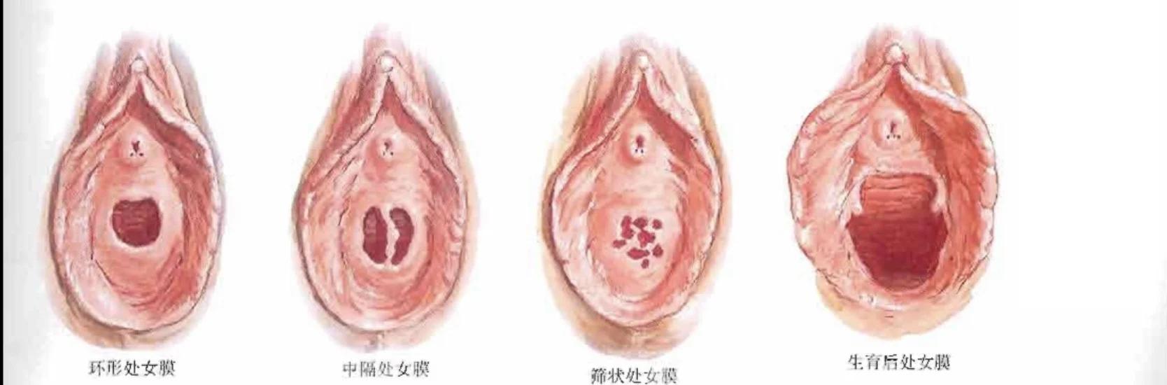 和大家性福生活有关的医学专业知识，女性外生殖器解剖详解
