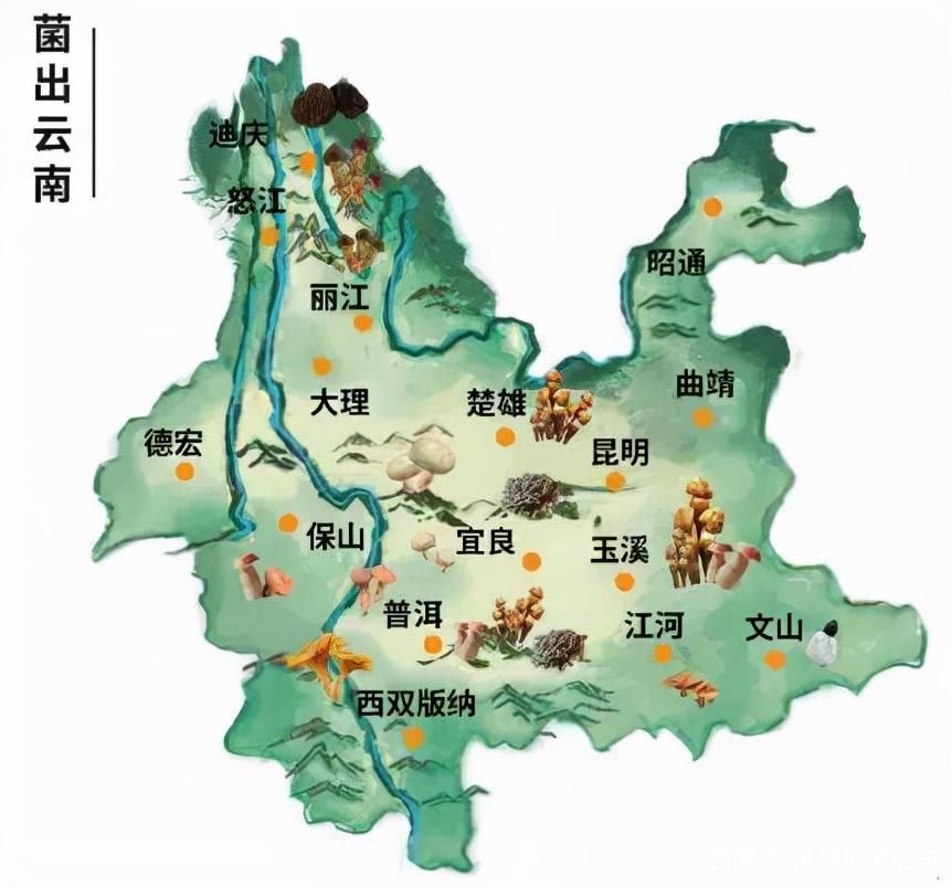 路边的野菇，你别乱采