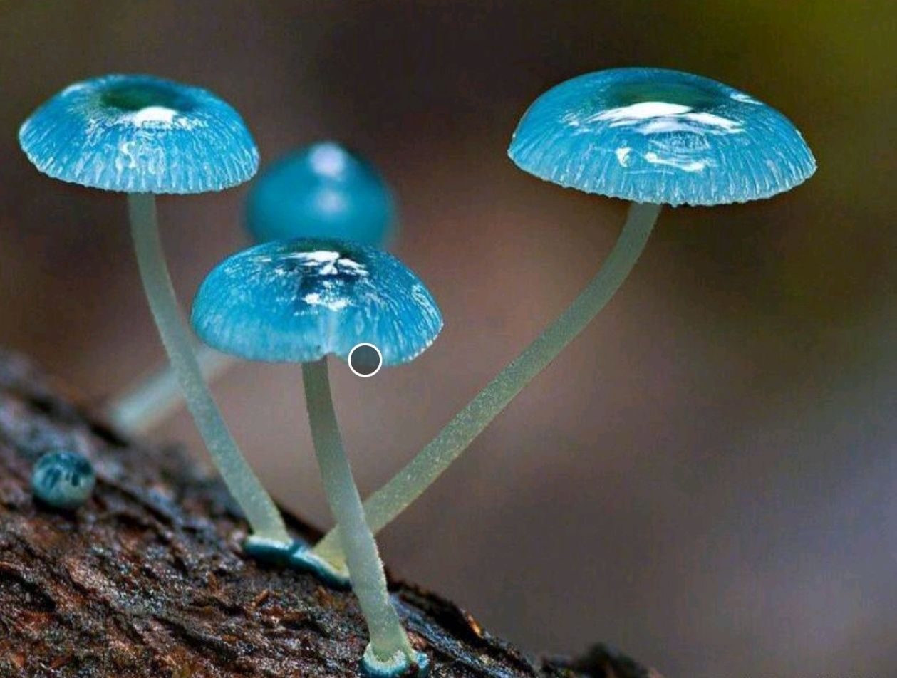路边的野菇，你别乱采