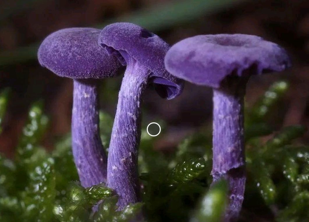 路边的野菇，你别乱采