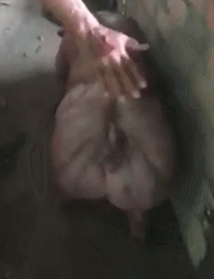 肌霸猪到底会让多少人羞愧?