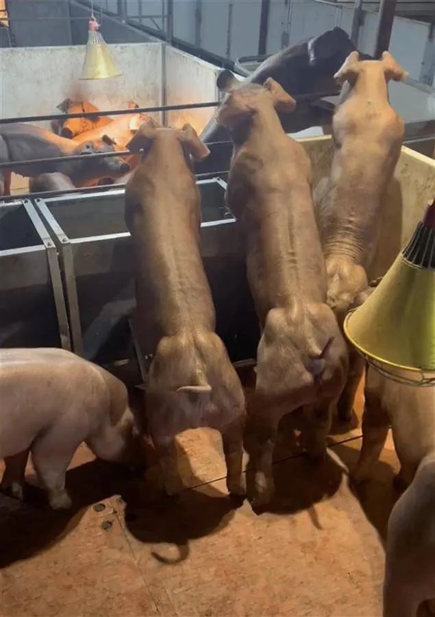 肌霸猪到底会让多少人羞愧?