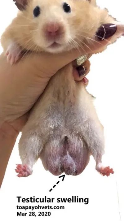 看过动物界最猛的蛋蛋，今晚夹着腿回家