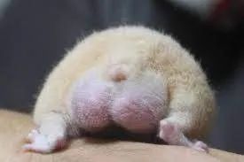 看过动物界最猛的蛋蛋，今晚夹着腿回家