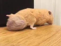 看过动物界最猛的蛋蛋，今晚夹着腿回家
