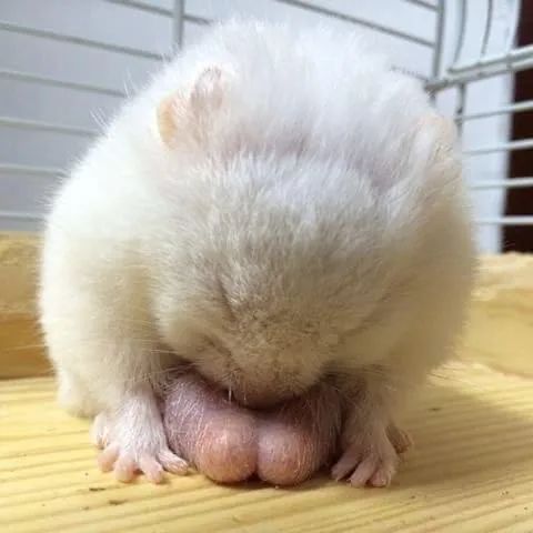 看过动物界最猛的蛋蛋，今晚夹着腿回家