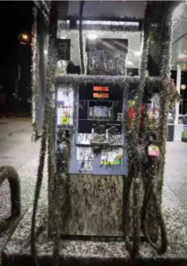 虫卵密集恐惧慎入！慎入！