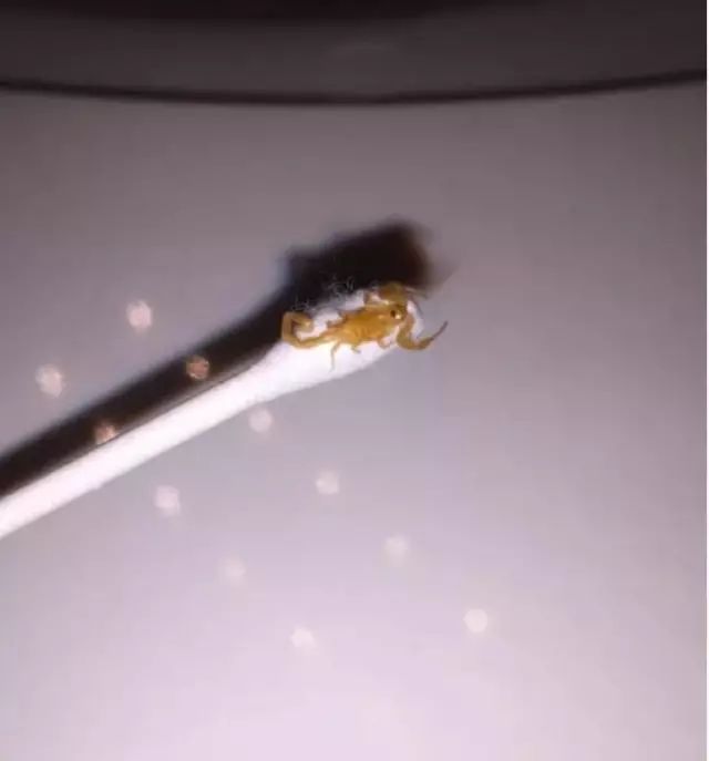 虫卵密集恐惧慎入！慎入！