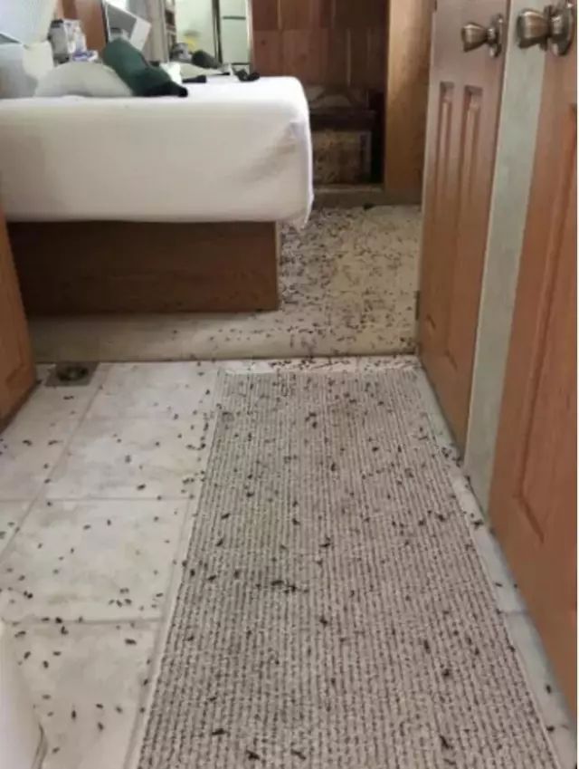 虫卵密集恐惧慎入！慎入！